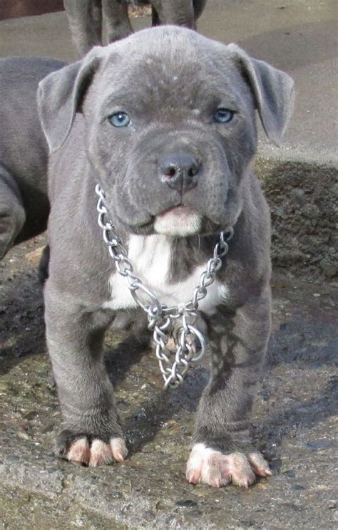 View Source Image Blue Nose Pitbull Pitbull Puppies Really Cute Puppies