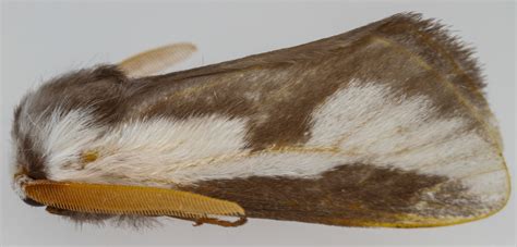 Male Mesquite Stinger Moth Norape Tener Bugguidenet