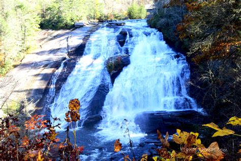 Dupont State Forest North Carolina A Happy Treat