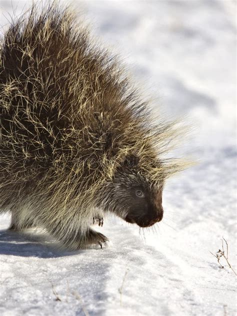 Porcupine In Winter Stock Photo Image Of Prairies Snowy 20116188