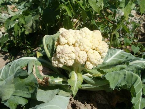 Cómo Sembrar Coliflor 12 Pasos Guía Completa Growing Cauliflower