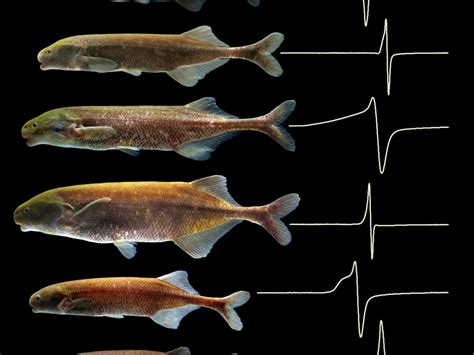 Spark In Fish Brain Electrified Evolution Science News