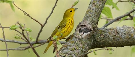 Yellow Warbler Birds Of Nebraska Online