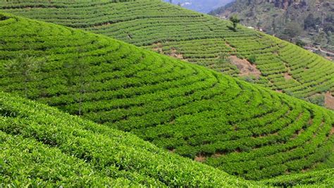 Sri Lanka Tea Garden Mountains Stock Footage Video 100