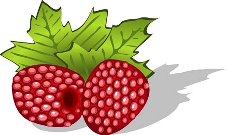 Cartoon Berries Png ~ Berry Clipart Free Vector Download 3348 Free