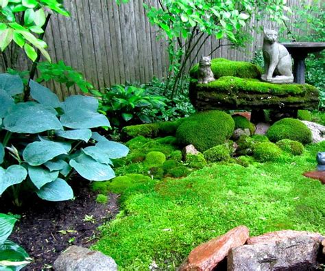 How To Create A Moss Garden 5 Steps Instructables