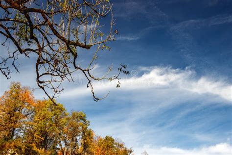 Deep Blue Sky With Clouds And Colorful Autumn Trees Stock Photo Image