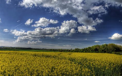 Fluffy Clouds Over The Rapeseed Field Wallpaper Nature Wallpapers