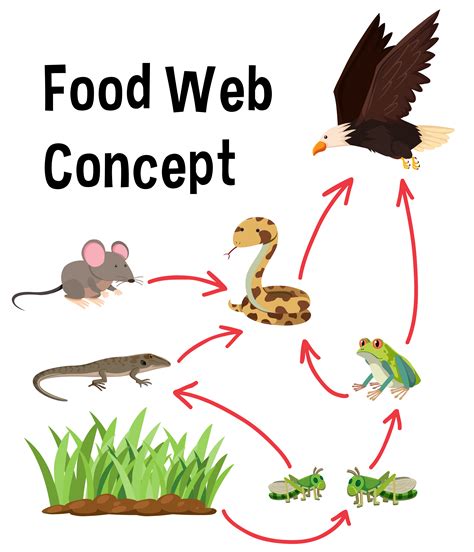 Food Web Images