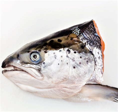 Fresh Norwegian Atlantic Salmon Head Sonaturalhk Hk Seafood Online