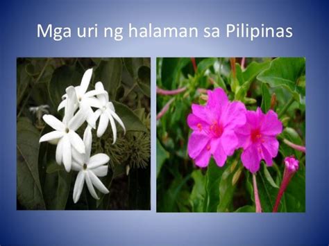 Mga Halaman Sa Pilipinas Images And Photos Finder