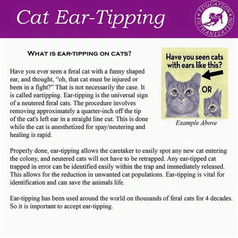 Cat Ear Tipping Feral Cats Cat Ears Cats