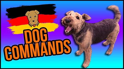 German Dog Commands 🐶🇩🇪 A Get Germanized Guide Youtube