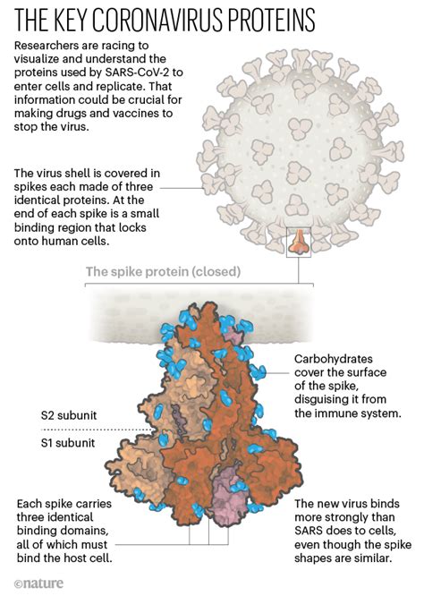 The Sprint To Solve Coronavirus Protein Structures — And Disarm Them