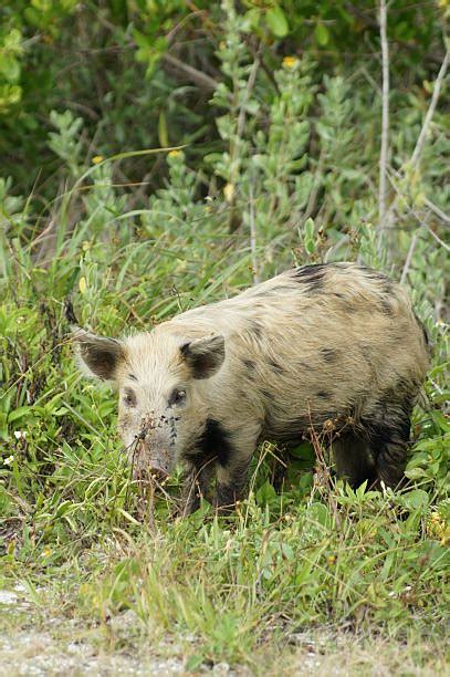 390 Pig In Swamp Stock Photos Pictures And Royalty Free Images Istock