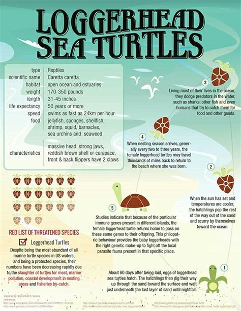 Sea Turtle Infographic Save The Sea Turtles Loggerhead Sea Turtle