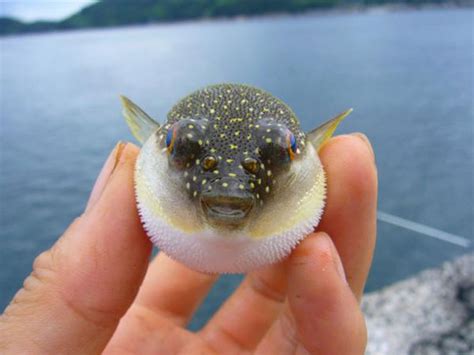 Baby Puffer Fish Are Super Cute Luvthat