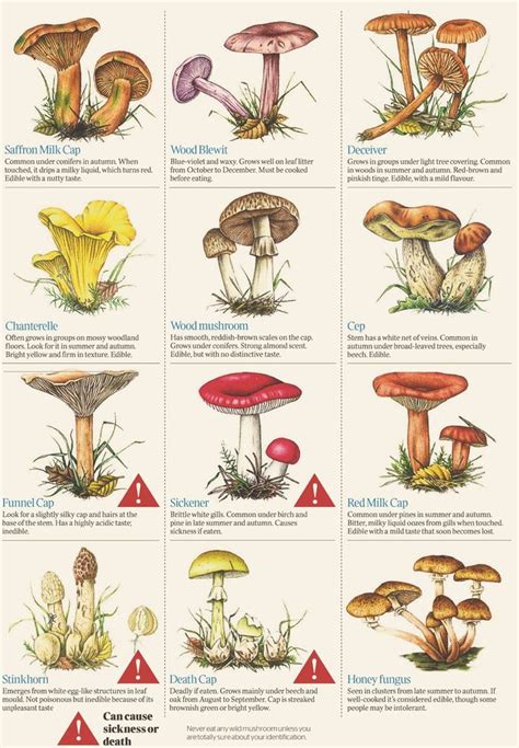 Very Important Identifying Mushrooms Posted By