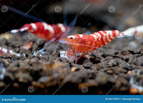 Red Fancy Tiger Dwarf Shrimp Stay With Other Shrimps On Aquatic Soil