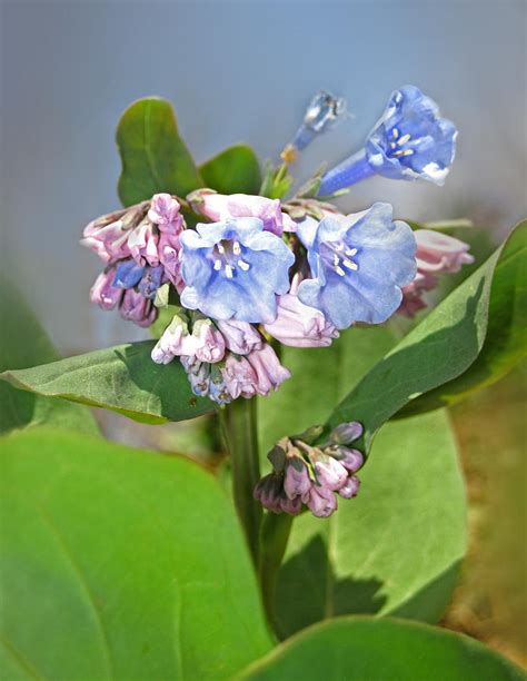 Virginia Bluebells Photograph By Lara Ellis Fine Art America