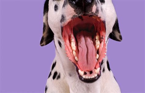 What The Color Of Your Dogs Gums Really Mean This Dogs Life
