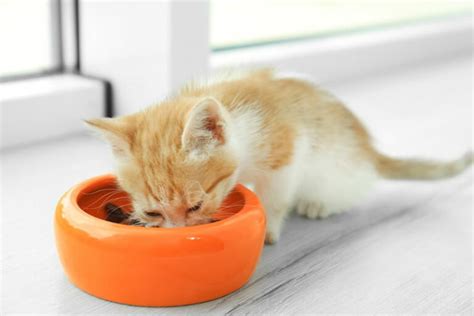 When Do Kittens Start Eating Food And Drinking Water Vet Approved Advice Hepper