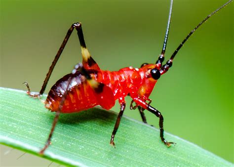 This spirit animal says that the things you have been working and dreaming about are not possible. Cricket Symbolism, Cricket Meaning, Cricket Totem, Cricket ...