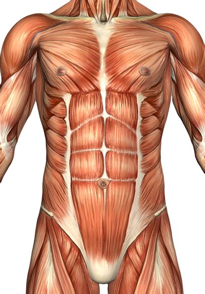 Rectus Abdominis Kası Muscle Anatomy Abdominal Muscles Anatomy Six