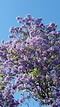 Jacaranda mimosifolia - Jakaranda, Jacaranda | Stellenbosch University ...