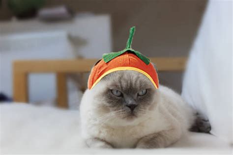 29 Costumes For Cats That Your Cat Will Definitely Wont
