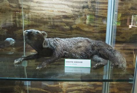 Greater Grison Galictis Vittata Specimen 2022 05 17 Zoochat