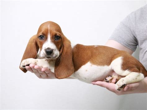 How Much Are Basset Hound Puppies