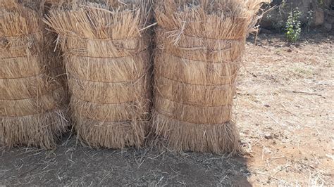 Warehouse Dry Grass Dried Paddy Straw Packaging Type Bales 100 Kg