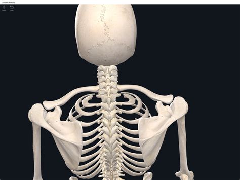 Bones Shoulder Girdle Anatomy And Physiology