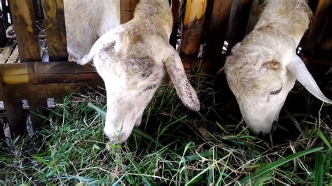 Kambing Makan Rumput Gajah Youtube