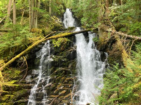 Carbon River Trail Waterfalls And Giant Trees In Mt Rainier National
