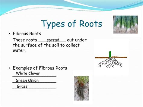 Ppt Types Of Roots Powerpoint Presentation Free Download Id2108420
