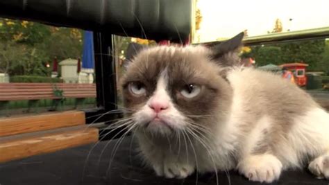 Vacation Video Grumpy Cat Goes To The Happiest Place On