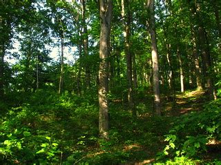 Hillside in French Creek State Park | rowensphotography | Flickr