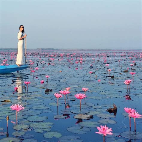 Red Lotus Lake With Images Thailand Travel Inspiration