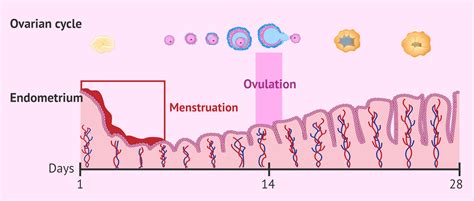 How Much Time Between Ovulation And Period Sales And Deals