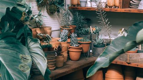 Indoor Plants Hd Wallpaper