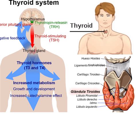 Hipertiroidismo tirotoxicosis causas fisiopatología síntomas diagnóstico y tratamiento