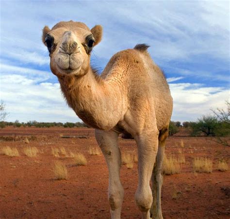 They have an unrivaled capacity to endure long periods without water. Bactrian camel and dromedary | DinoAnimals.com