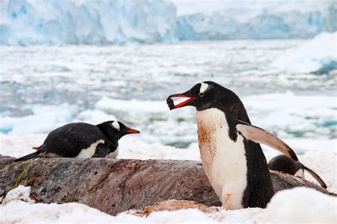 Gentoo Penguin Facts Critterfacts