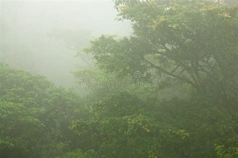 Dense Tropical Jungle In Fog Stock Image Image Of America Nature