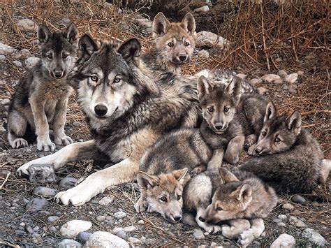 Wolf With Cubs Animal Cubs Wallpaper 29105428 Fanpop