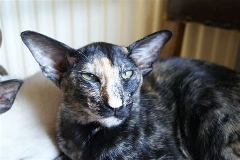 Oriental Cat Breed Profile