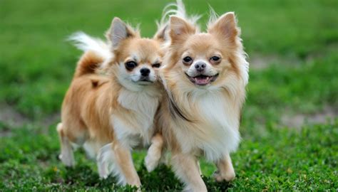 The best dog food for chihuahuas include 10 Best Dog Foods For Chihuahuas (2020 Guide)
