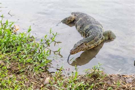 Water Monitor Or Common Water Monitor In The Water Stock Image Image